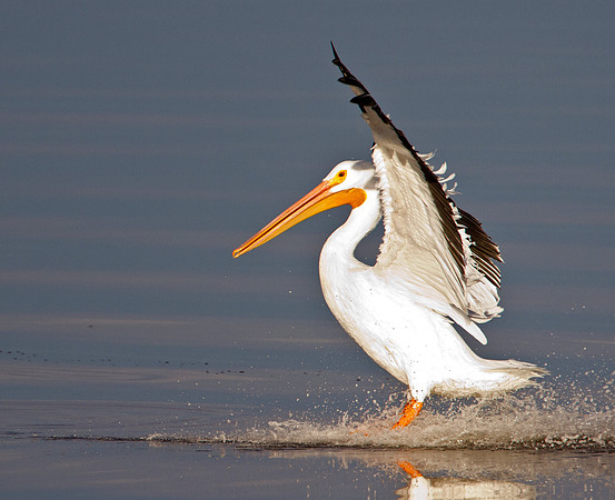American White Pelican