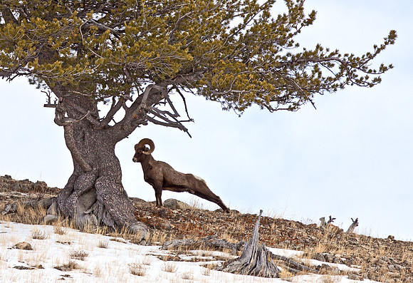 Bighorn Ram