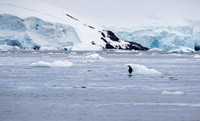 Gentoo on Ice