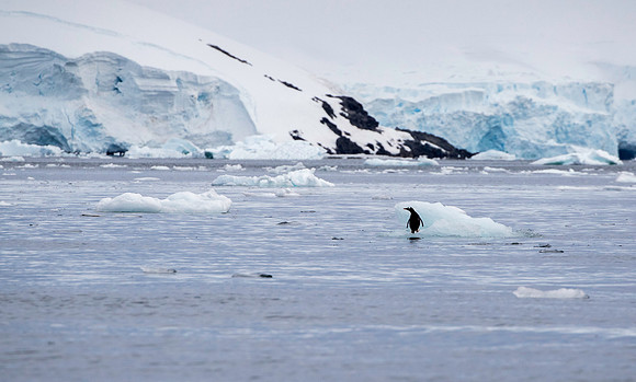 Gentoo on Ice