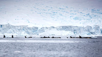 Orcas
