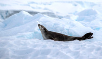 Leopard Seal