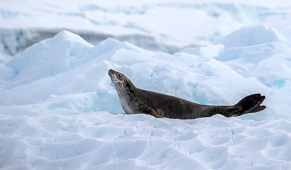 Leopard Seal