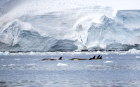 Orcas