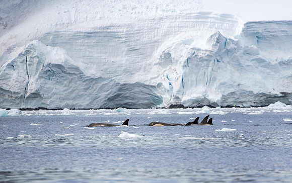 Orcas