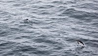 Penguin running ahead of Orcas