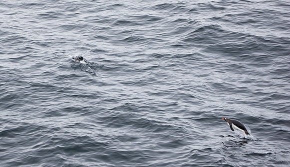 Penguin running ahead of Orcas