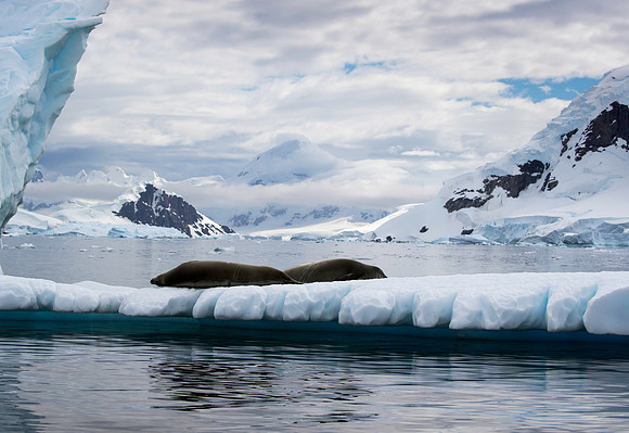 Crabeater Seals