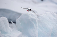 Antarctic Tern