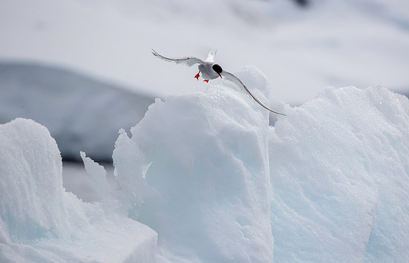 Antarctic Tern