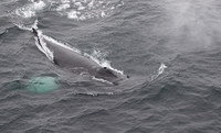 Humpback Whale