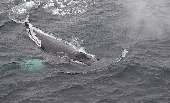 Humpback Whale