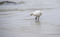 Snowy Sheathbill