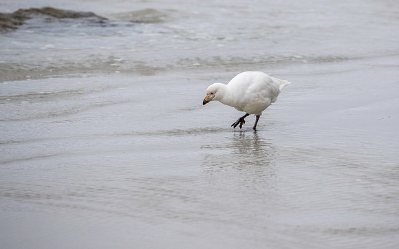Snowy Sheathbill