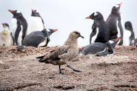 Marauding skua