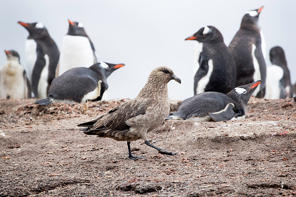 Marauding skua