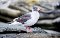 Dolphin Gull