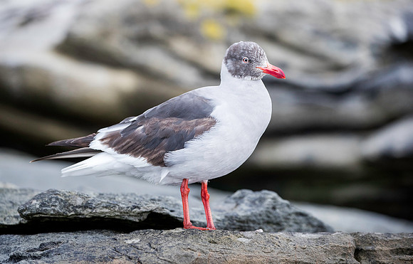 Dolphin Gull