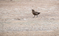 Skua