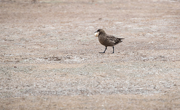 Skua