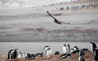 Skua fly by