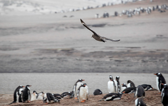 Skua fly by