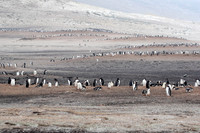 Gentoo Colony