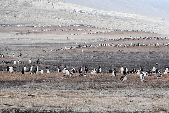 Gentoo Colony