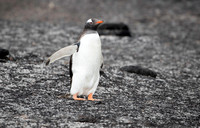 Gentoo on the move