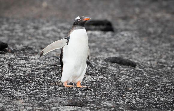 Gentoo on the move