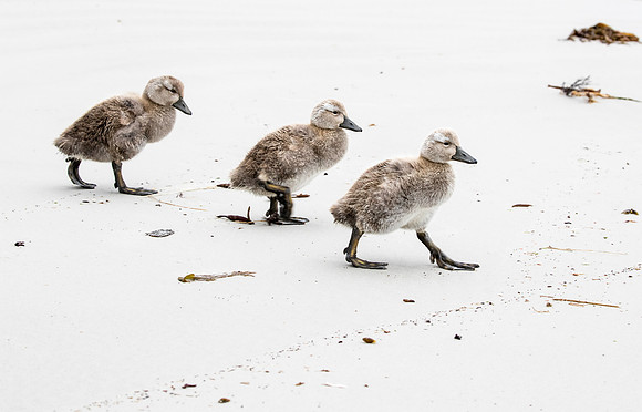 Falkland Flightless Steamer Ducklings