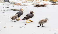 Falkland Flightless Steamer Ducklings