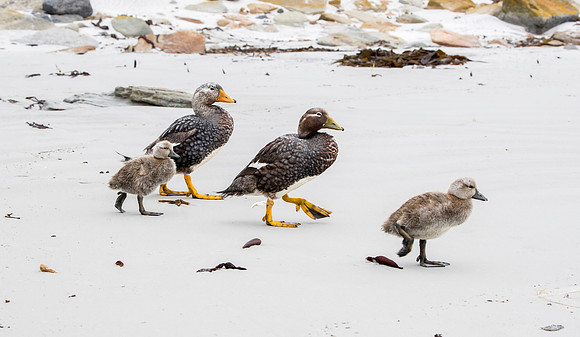 Falkland Flightless Steamer Ducklings