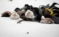 Falkland Flightless Steamer Ducklings