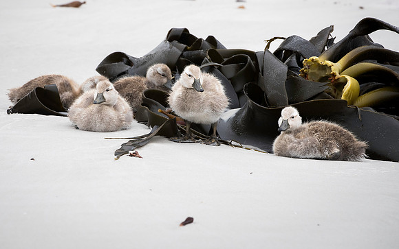 Falkland Flightless Steamer Ducklings