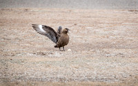 Skua celebration