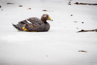 Falkland Flightless Steamer Ducks