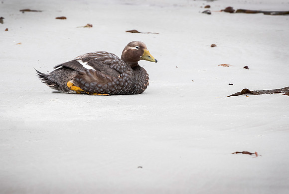 Falkland Flightless Steamer Ducks