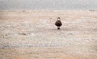 Skua with stolen penguin egg