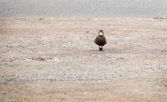 Skua with stolen penguin egg
