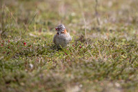 Rufous-collared Sparrow
