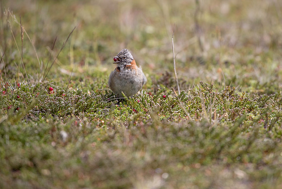 Rufous-collared Sparrow