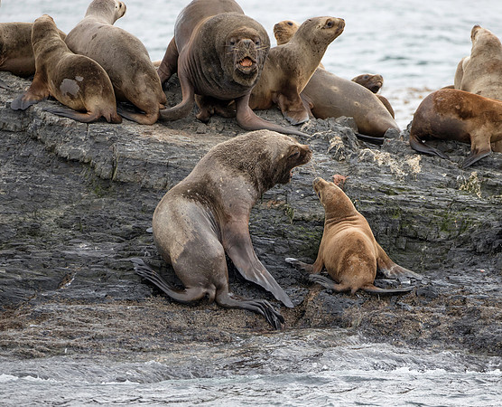 Sea Lions