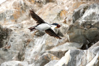 Blue-eyed Cormorant