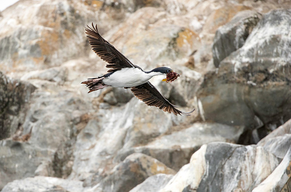 Blue-eyed Cormorant