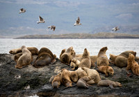 Sea Lions and Dolphin Gulls