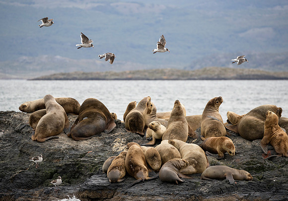 Sea Lions and Dolphin Gulls