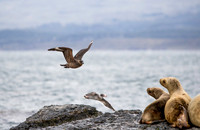 Brown Skua and Sea Lions