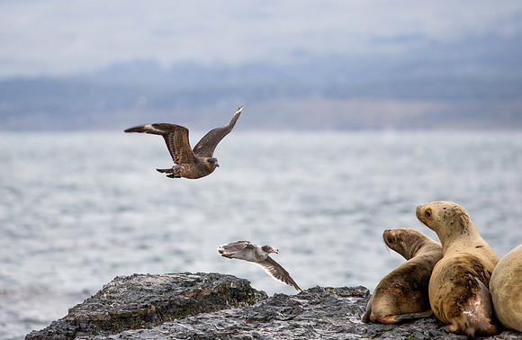 Brown Skua and Sea Lions