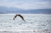 Brown Skua